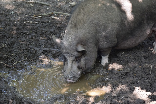 这两场比赛 这两场比赛